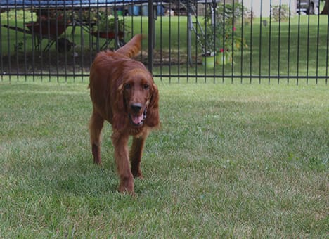 Pet Fences
